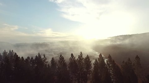 4k Drone footage of sun breaking through pine trees controlled after fire. 