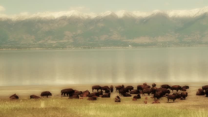 Buffalo next to a mountain lake