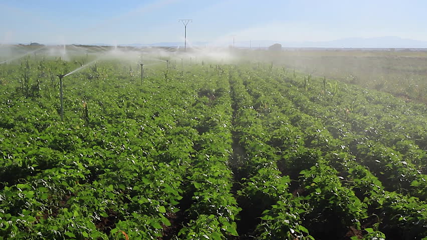 Irrigation by sprinkler in field with planting of beans