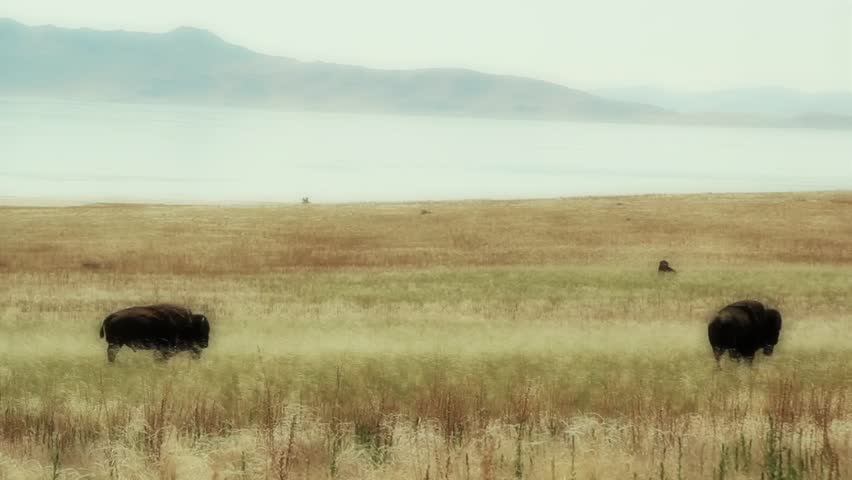 Buffalo next to a mountain lake