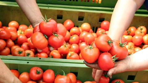 Freshly harvested tomato in worker's hands. 
Food industry. Agricultural production. Ripe tomato. HD1080p. 