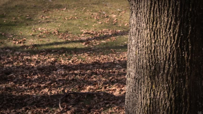 Female Secret Agent hides behind tree with gun   Action Movie Shots