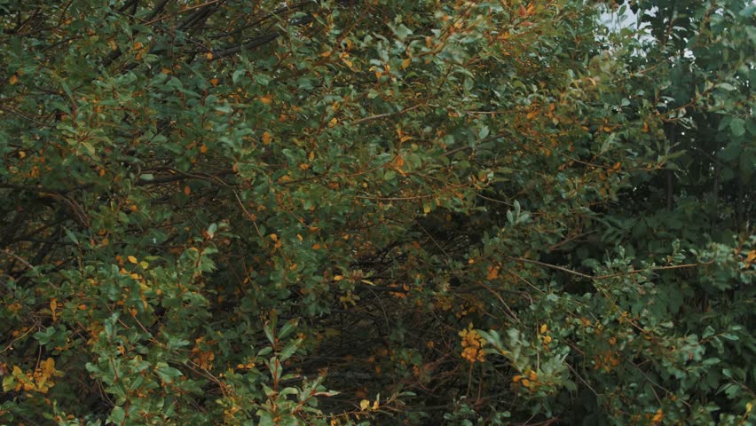 Two man coming out shaking bushes with trash can and monitor tablet on summer day