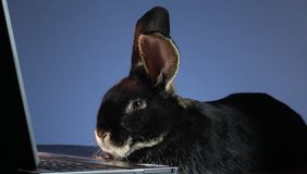 Fluffy rabbit on a blue background is in front of a laptop