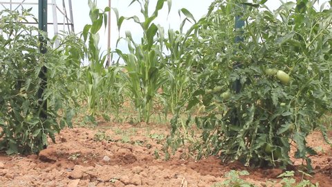Ground View Of Staked Tomato Plants And Tall Corn In A Breezy Country Garden