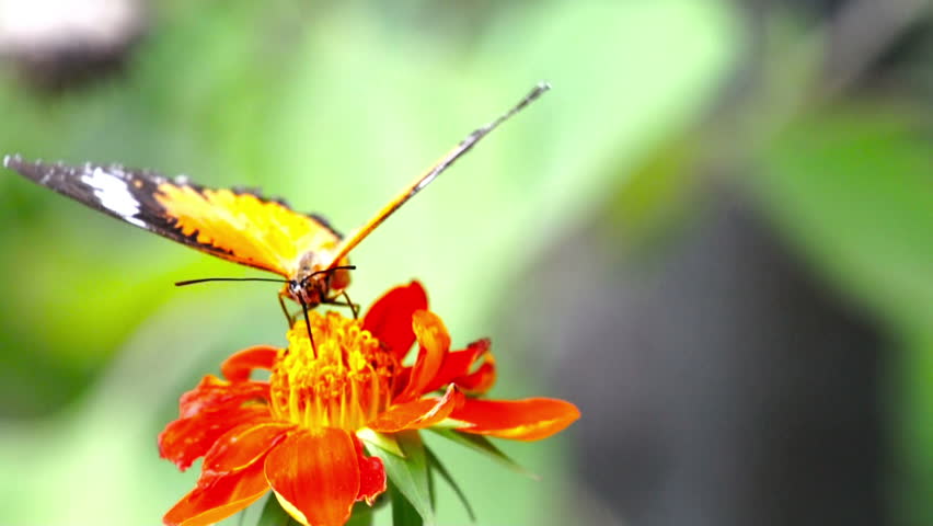 Black Butterfly with white spots, Common India Crow, Euploea Core feeding on a red daisy flower.