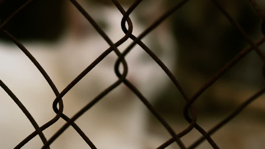 homeless cats in a cage closeup