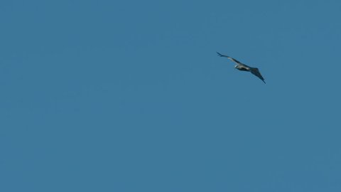 MS. Red Kite bird swooping. Super slow motion 150fps. Reading, UK.