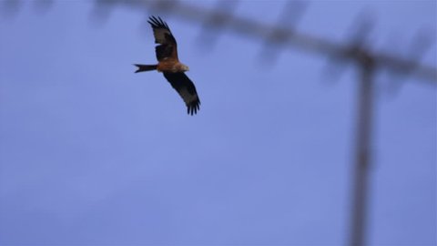 MS. Red Kite bird flying above a TV aerial. Slow motion 150fps. Reading, UK.