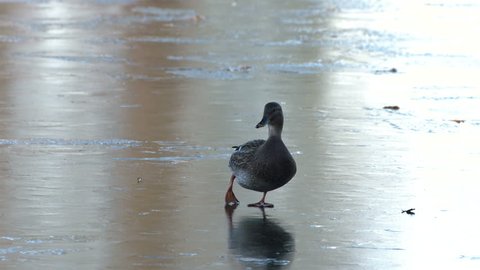 MS. Female Mallard duck slipping on a frozen lake. Seagulls fly towards the duck. Reading, UK