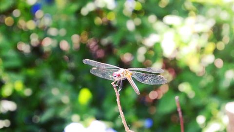 Dragonfly on a branch.