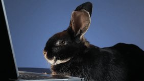 Rabbit looking at a laptop on a blue background