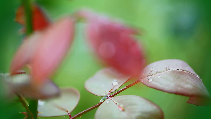 Roses Leaves rain drops rack focus
