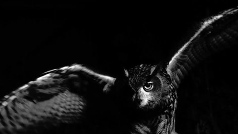 Closeup of eagle owl flapping its wings in the scary night. Black and white shot. Fear.