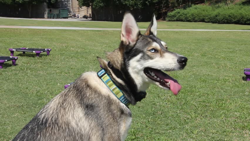 husky dog collars