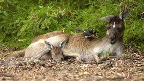 Symbiosis between one kangaroo with young animal in bag and willy wagtail. Western Australia - Western Gray Giant kangaroo