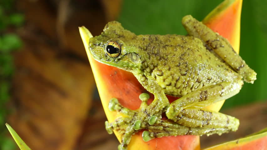 Canelos Treefrog Ecnomiohyla Tuberculosa Extremely Rare Stock Footage 