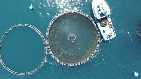 Fish Factory. Top aerial drone view. Full of fishes swimming. Circle factory.