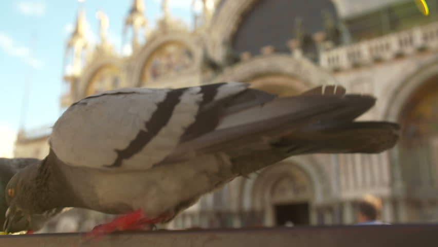 Pigeon in St. Mark