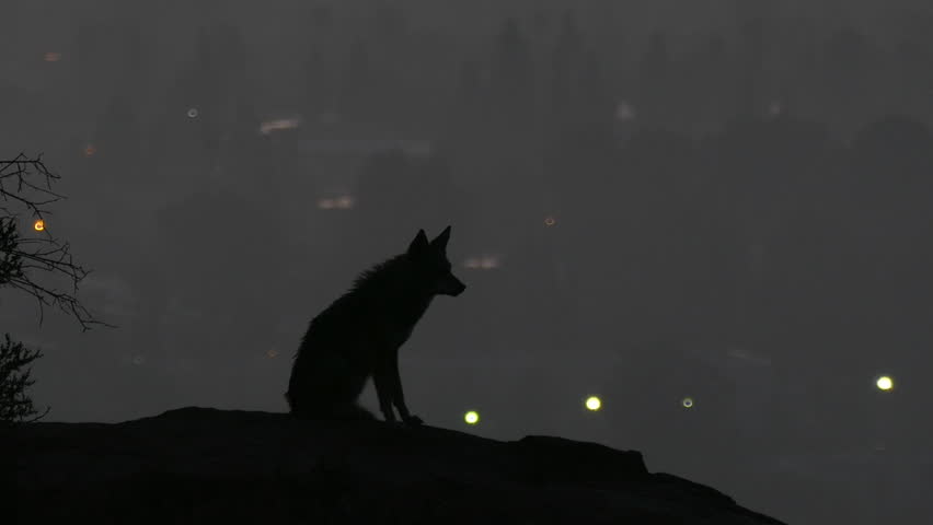 Howling coyote silhouetted in predawn light above the San Fernando Valley area of Los Angeles. Royalty-Free Stock Footage #23770180