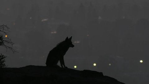 Howling coyote silhouetted in predawn light above the San Fernando Valley area of Los Angeles.