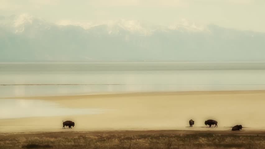 American Buffalo in the desert looking for water