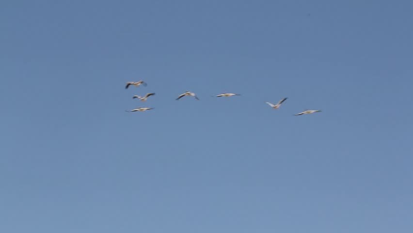 A flock of pelicans fly through the air