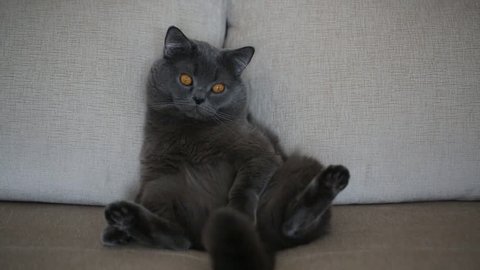 British Gray-blue cat yawns while sitting on the couch