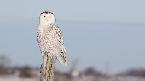 Snowy Owl perched on fencepost raises head and flies towards camera