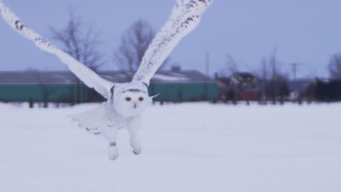 Snowy owl slow motion take off flight in snow 
