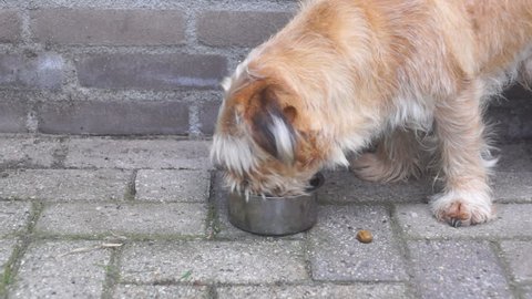 Brown dog eating