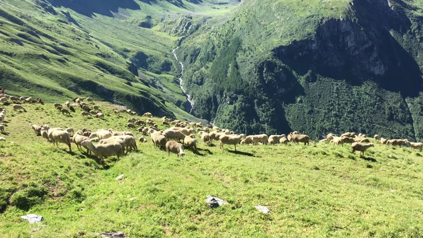 Flock of sheep in mountain pasture 