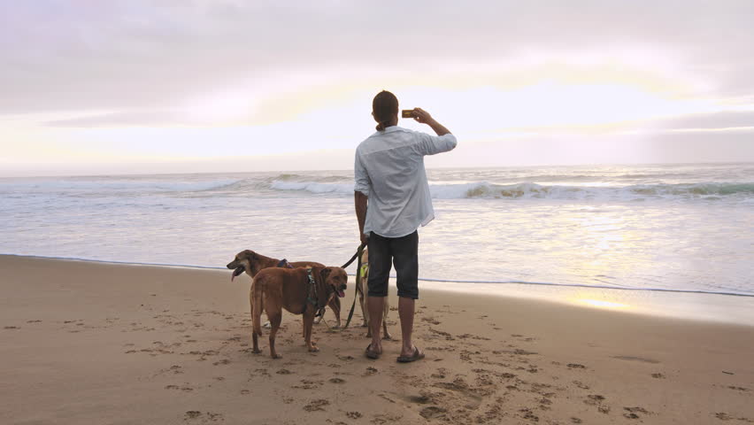 4k medium of happy man young taking photo on his smartphone app with dogs on beach lifestyle steadicam shot at sunrise. 