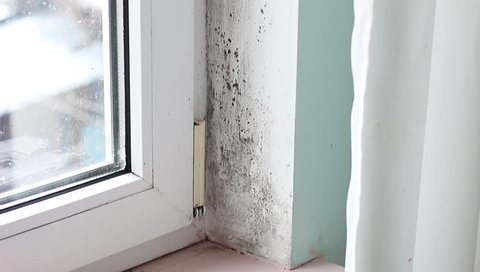 Black mold growth in building. Moldy house corner from inside