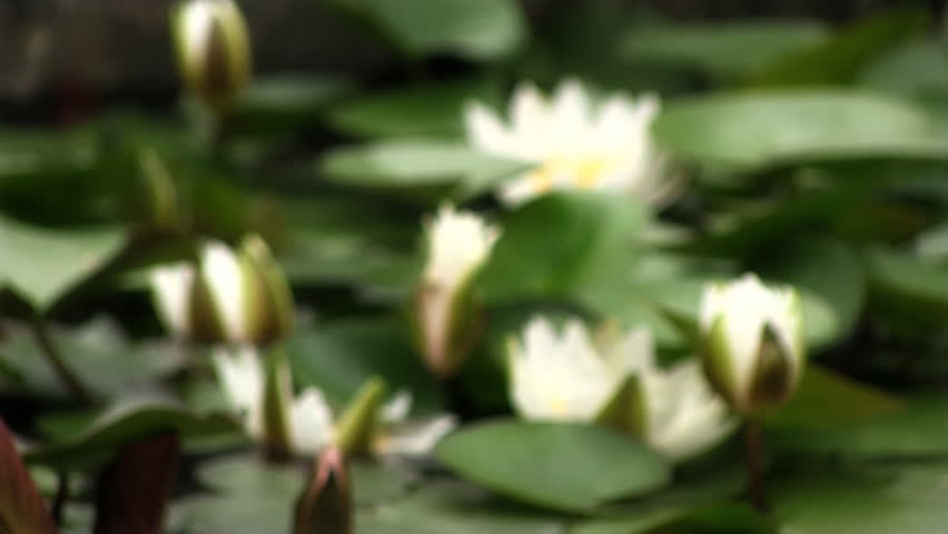 water lily flower 