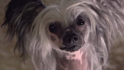 Portrait of a dog. Pretty dog of breed Chinese Crested. Dog looking at the camera. High speed camera shot. Full HD 1080p.
