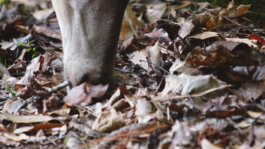 Whitetail Deer feeding, Whitetail Deer (Odocoileus virginianus) in Georgia,
