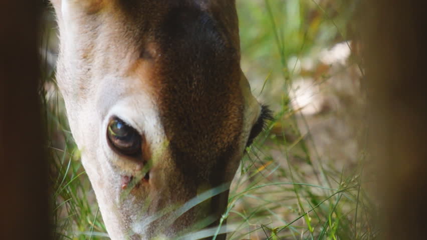 Whitetail Deer (Odocoileus virginianus) in Georgia, Slow-motion, 1/2 natural speed | Shutterstock HD Video #2378609