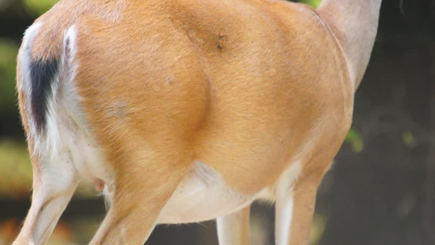 Whitetail Deer pregnant, baby kicking from inside abdomen, Whitetail Deer