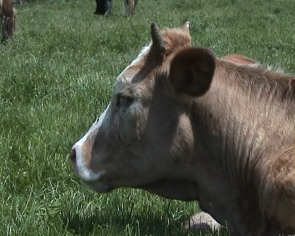 Chewing lazy cow.