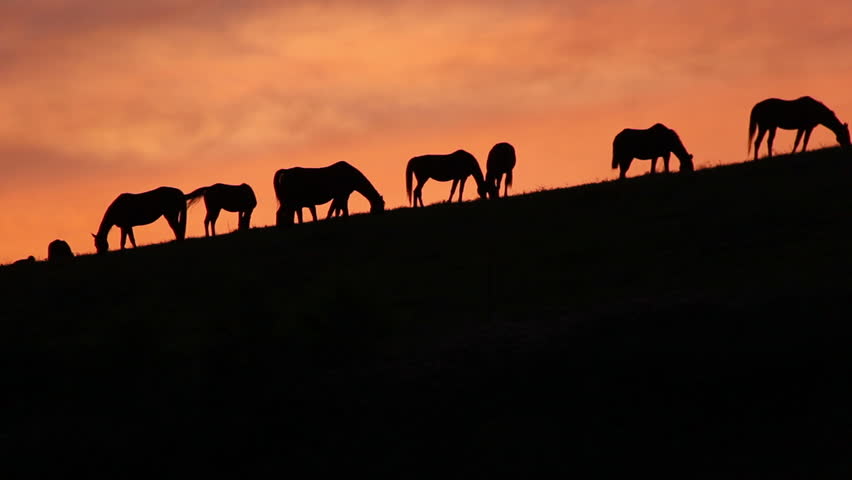 A group of horses graze on a distant hilltop at sunset.