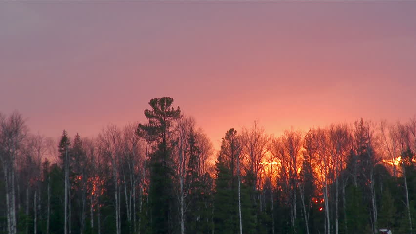 Taiga forest at sunset (Siberia)