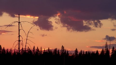 Taiga forest at sunset (Siberia)