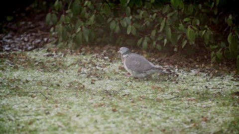 Grey Pigeon walks across snowy grass in slow motion