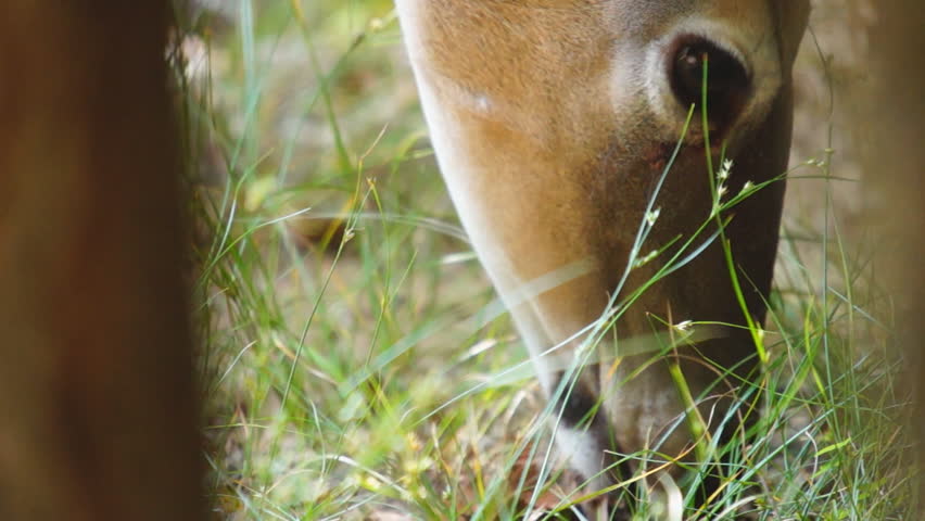 Whitetail Deer eating 