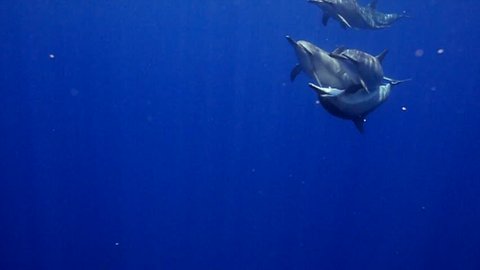 Pod of Spinner dolphins  Swimming at surface  Kona Hawaii  USA