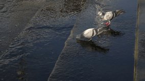 Slow motion Hd Footage :  Pegion drinking water from the Puddle

