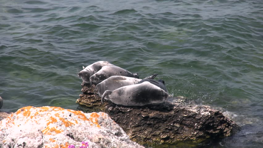 Baikal seals resting on rocks Ushkaniye Islands. Lake Baikal in Siberia is home to the only landlocked freshwater seals in the world, the nerpa. They