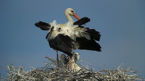White Stork (Ciconia ciconia) preening with chicks on nest
