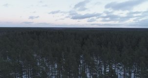 Aerial ascent flight over winter pine forest in dark evening after sunset, 4k drone footage